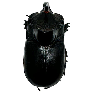 The Rhino Horned Beetle (Trichogomphus martabani) - TaxidermyArtistry