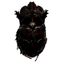 The Rhino Horned Beetle (Trichogomphus martabani) - TaxidermyArtistry