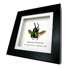 The Saw Tooth Green Stag Beetle Frame (Lamprima adolphinae) - TaxidermyArtistry