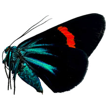 The Vibrant Day Moth Female (Milionia stueningi) - TaxidermyArtistry