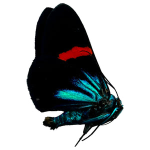 The Vibrant Day Moth Male (Milionia stueningi) - TaxidermyArtistry