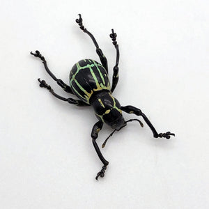 The Weevil Beetle (pachyrrhynchus phaelaratus) - TaxidermyArtistry