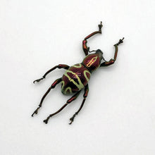 The Weevil Beetle (pachyrrhynchus speciosus) - TaxidermyArtistry