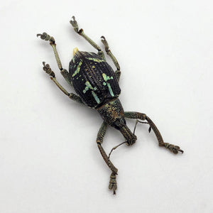 The Weevil Beetle (rhinoscapha insignis) - TaxidermyArtistry