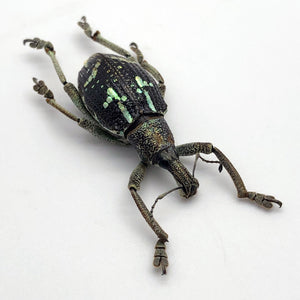 The Weevil Beetle (rhinoscapha insignis) - TaxidermyArtistry
