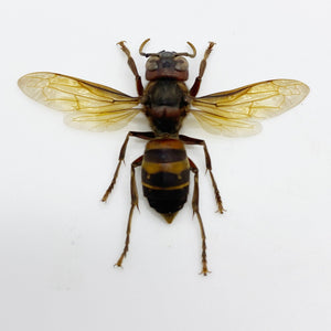 The Yellow-vented Hornet (Vespa analis analis) - TaxidermyArtistry