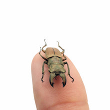Tiny Longjaw Beetle cyclommatus dehaani Insect - TaxidermyArtistry