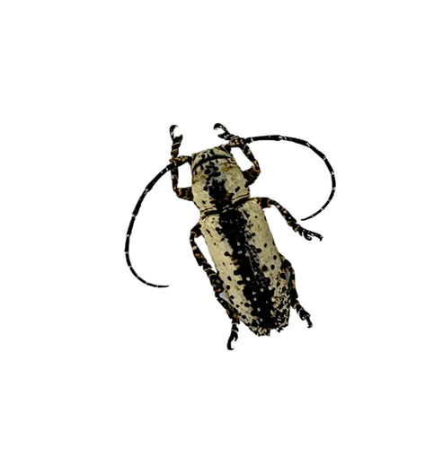 Tropical Longhorn Beetle, Longicorn (Milothris irrorata) - TaxidermyArtistry