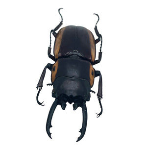 Two-Colour Longjaw Beetle Prosopocoilus bison magnificus Insect - TaxidermyArtistry