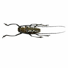 Wallace's Long-horn Beetle Insect (Batocera wallacei) - TaxidermyArtistry