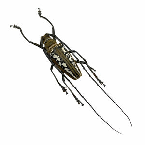 Wallace's Long-horn Beetle Insect (Batocera wallacei) - TaxidermyArtistry