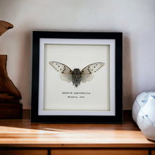 White Ghost Cicada Frame (Ayuthia spectabile) - TaxidermyArtistry