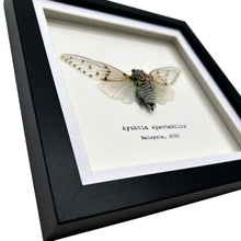 White Ghost Cicada Frame (Ayuthia spectabile) - TaxidermyArtistry