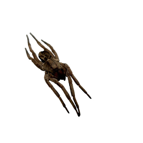 Wolf Spider (Lycosidae sp) - TaxidermyArtistry