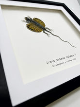 Yellow Draco Flying Lizard (Draco volans volans) Framed Specimen - TaxidermyArtistry