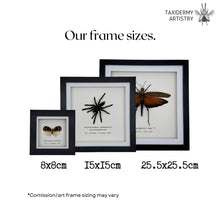 Yellow Umbrella Stick Insect Frame (Tagesoidae nigrofasciata) - TaxidermyArtistry