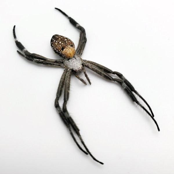 Mixed Garden Spider Specimen Mixed Garden Spider Specimen