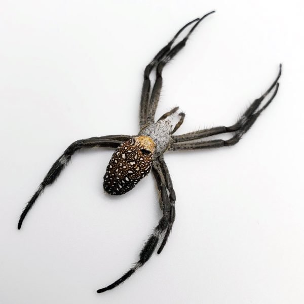 Mixed Garden Spider Specimen Mixed Garden Spider Specimen