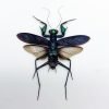 Metallic Praying Mantis Insect (Metallyticus Splendidus) (Pair) (Spread)