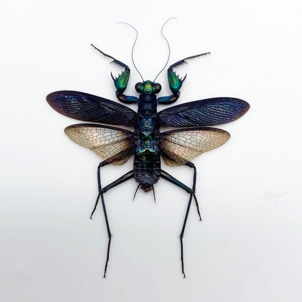 Metallic Praying Mantis Insect (Metallyticus Splendidus) (Pair) (Spread)