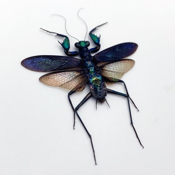 Metallic Praying Mantis Insect (Metallyticus Splendidus) (Pair) (Spread)