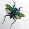 Metallic Praying Mantis Insect (Metallyticus Splendidus) (Pair) (Spread)