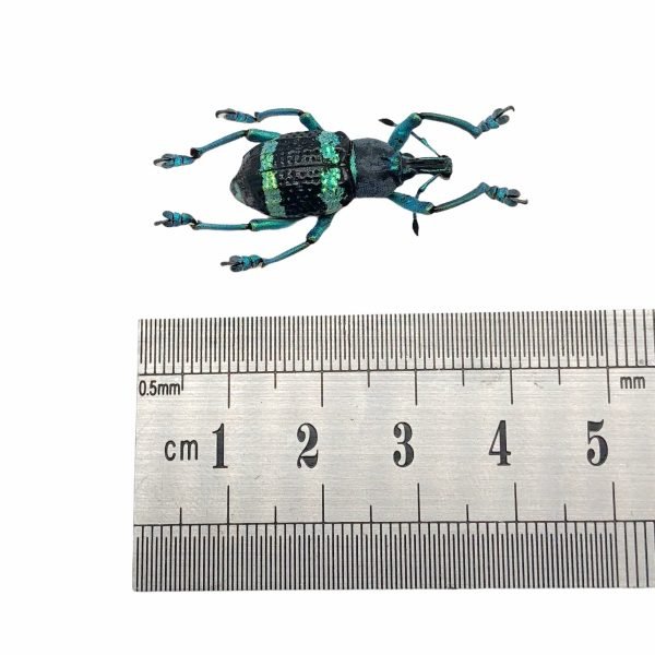 Blue Striped Weevil Beetle (Eupholus schoenherri mimikanus)