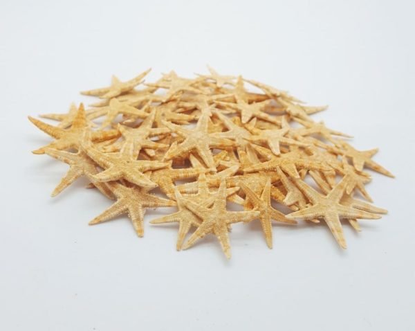 10 Ten Starfish Natural 1/4" - 1" - TaxidermyArtistry 10 Ten Starfish Natural 1/4" - 1" - TaxidermyArtistry