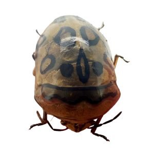 10 x Picasso Bug (Sphaerocoris annulus) A1-/A1 Insect - TaxidermyArtistry