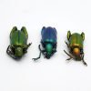 3 Set Giant Frog Beetle (Sagra longicollis) Chrysomelidae insect - TaxidermyArtistry