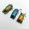 3 Set Giant Frog Beetle (Sagra longicollis) Chrysomelidae insect - TaxidermyArtistry