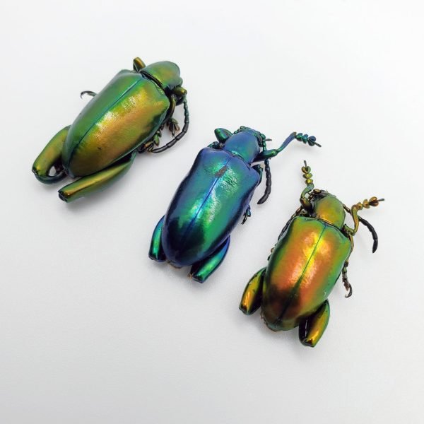 3 Set Giant Frog Beetle (Sagra longicollis) Chrysomelidae insect - TaxidermyArtistry