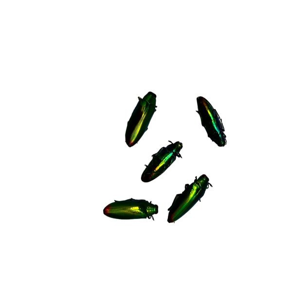 5 Flame Tip Green Jewel Beetles (Chrysochroa fulminans) - TaxidermyArtistry 5 Flame Tip Green Jewel Beetles (Chrysochroa fulminans) - TaxidermyArtistry