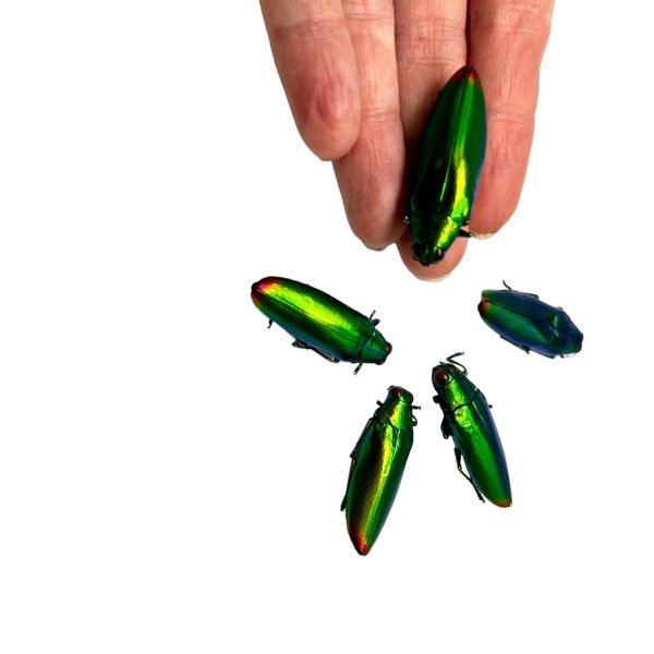 5 Flame Tip Green Jewel Beetles (Chrysochroa fulminans) - TaxidermyArtistry 5 Flame Tip Green Jewel Beetles (Chrysochroa fulminans) - TaxidermyArtistry