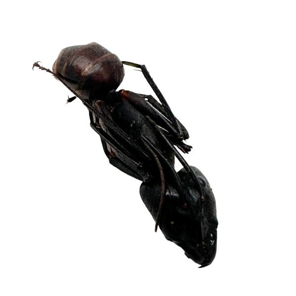 5 x Giant Soldier Forest Ant (Camponotus gigas) Insect - TaxidermyArtistry 5 x Giant Soldier Forest Ant (Camponotus gigas) Insect - TaxidermyArtistry