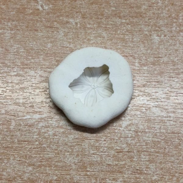 5 x Sand dollar shells [3/4" +] - TaxidermyArtistry