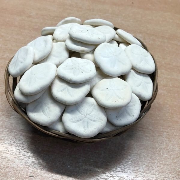 5 x Sand dollar shells [3/4" +] - TaxidermyArtistry