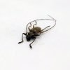 Acalolepta Australis flat-faced longhorn Beetle 7CM-16CM (size varies) - TaxidermyArtistry