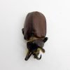 Aecus Beetle (Golofa eacus) Insect - TaxidermyArtistry