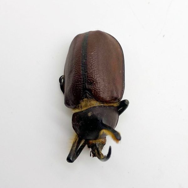 Aecus Beetle (Golofa eacus) Insect - TaxidermyArtistry