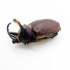 Aecus Beetle (Golofa eacus) Insect - TaxidermyArtistry