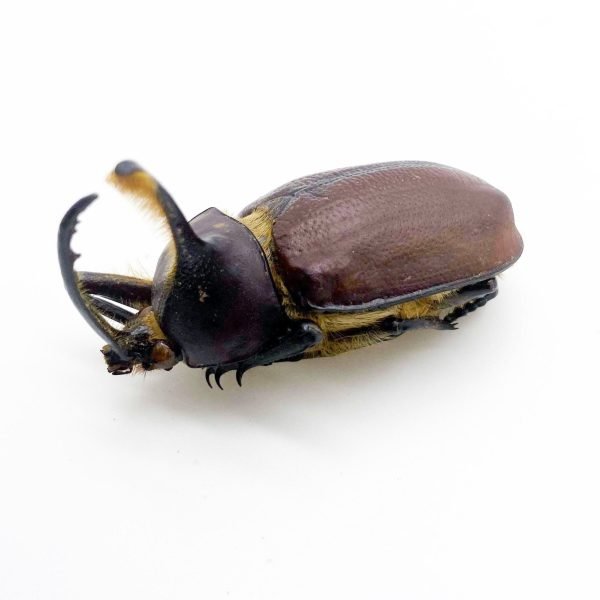 Aecus Beetle (Golofa eacus) Insect - TaxidermyArtistry