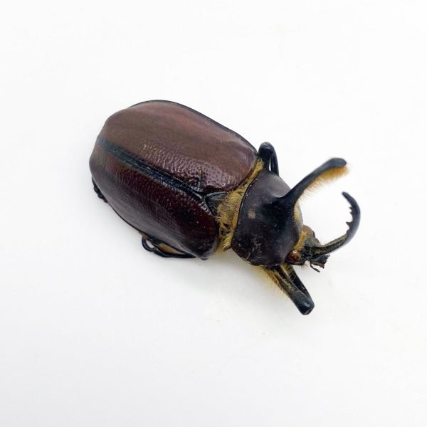 Aecus Beetle (Golofa eacus) Insect - TaxidermyArtistry