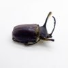 Aecus Beetle (Golofa eacus) Insect - TaxidermyArtistry