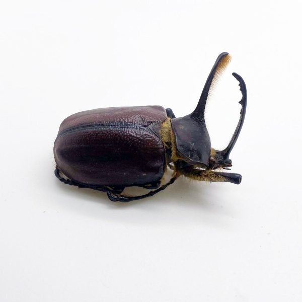 Aecus Beetle (Golofa eacus) Insect - TaxidermyArtistry
