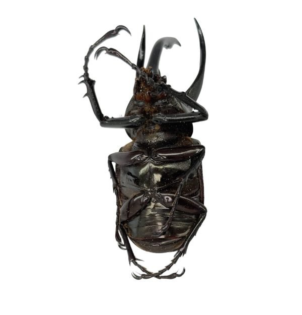 Atlas Beetle (Chalcosoma atlas keyboh) - TaxidermyArtistry