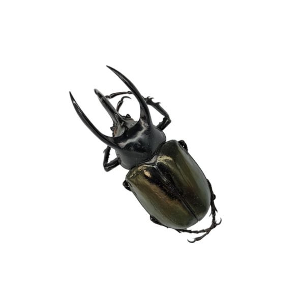 Atlas Beetle (Chalcosoma atlas keyboh) - TaxidermyArtistry