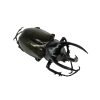 Atlas Beetle (Chalcosoma atlas keyboh) - TaxidermyArtistry
