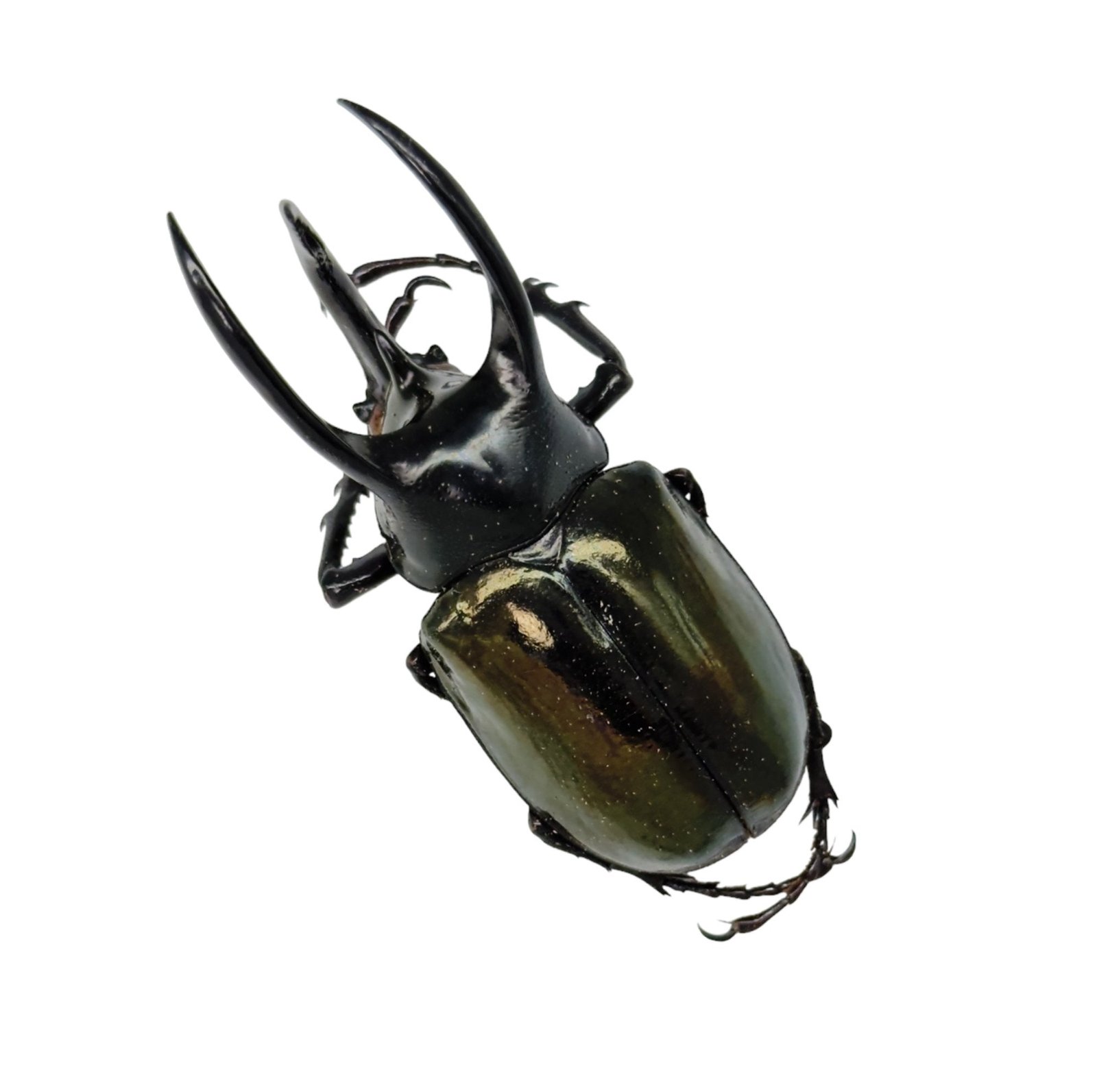 Atlas Beetle (Chalcosoma atlas keyboh)