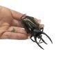 Atlas Beetle (Chalcosoma atlas keyboh) - TaxidermyArtistry